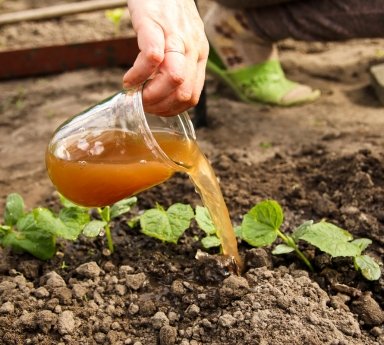 Water Soluble Fertilizers